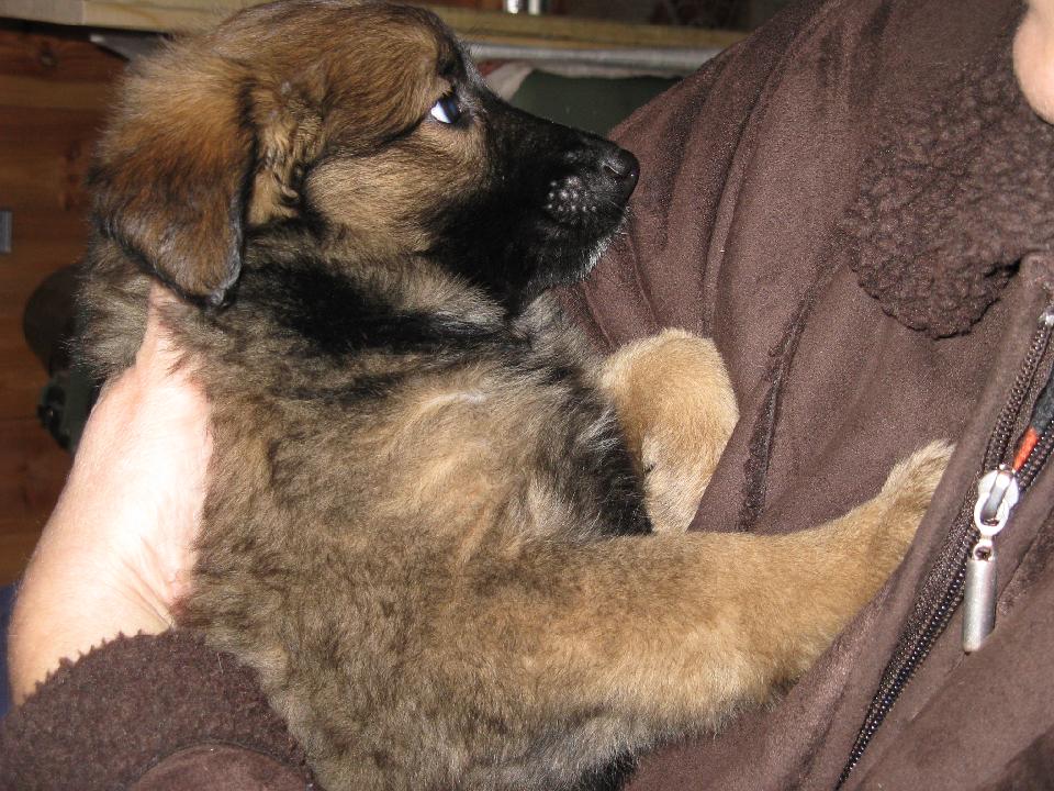 2009_01_16 bella_003.jpg - Als Bella noch in Dornbirn zu Hause war